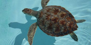 واقعیت جالب در مورد لاک پشت دریایی برای بچه ها