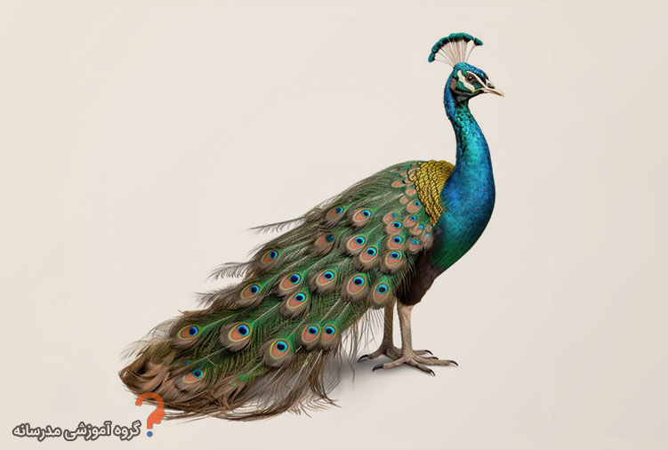 مطالب جالب در مورد طاووس