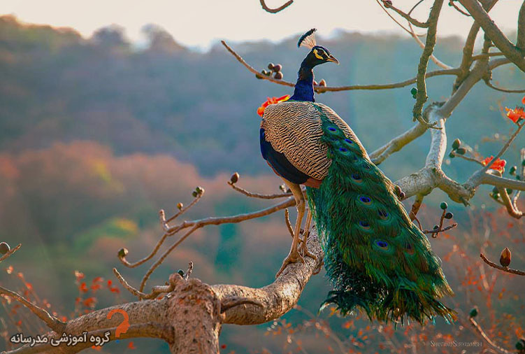 جمع بندی تحقیق در مورد طاووس
